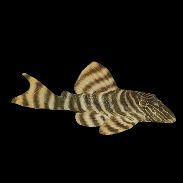 L002 Tiger Peckoltia Pleco Panaqolus Sp - Real Aquatics
