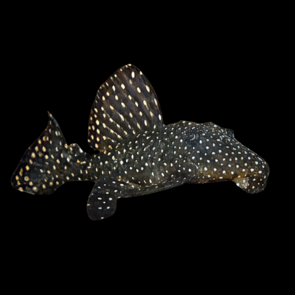 L007 Dracula Vampire Pleco Leporacanticus SP - Real Aquatics