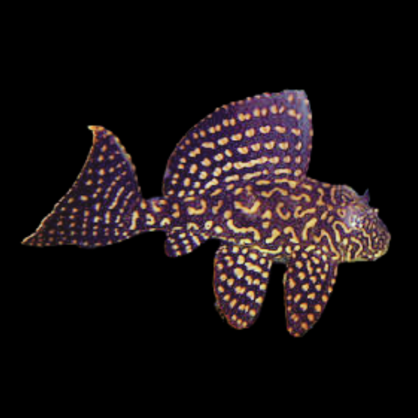 L1 Gold Dotted Pleco Pterygoplichthys Joselimaianus - Real Aquatics