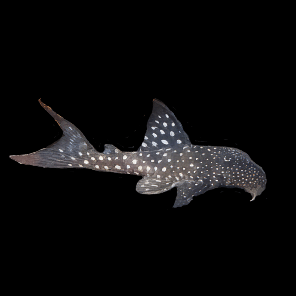 L102 True Brazilian Snowball Pleco Hypancistrus Inspector - Real Aquatics