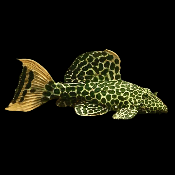 L114 Leopard Cactus Pleco Pseudacanthicus Cf 6cm - Real Aquatics