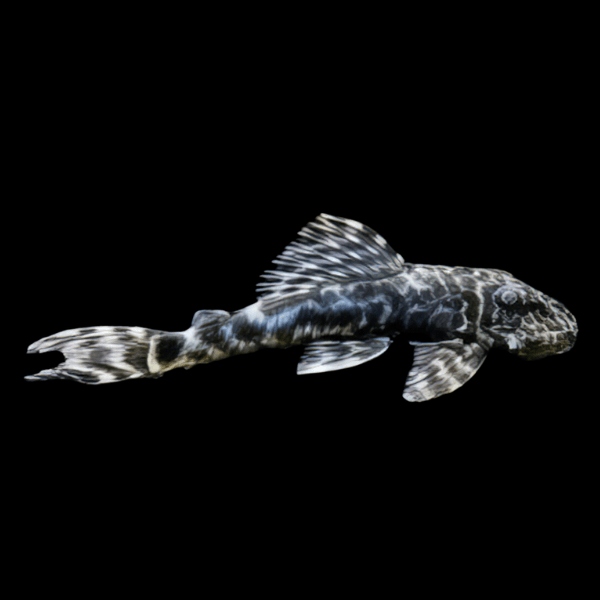 L127 Marble False Columbian Zebra Pleco Peckoltia Lujani 5cm - Real Aquatics