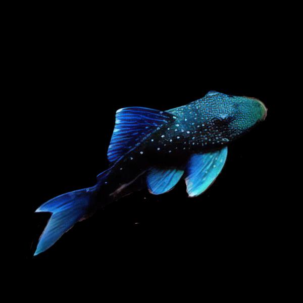 L128 Blue Phantom Pleco Ancistrinae Hemiancistrus SP - Real Aquatics