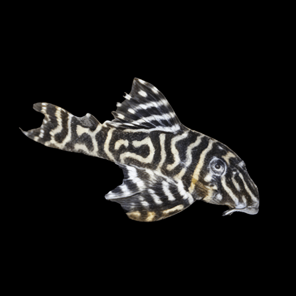 L129 Colombian Zebra Pleco Hypancistrus Debilittara 5cm - Real Aquatics
