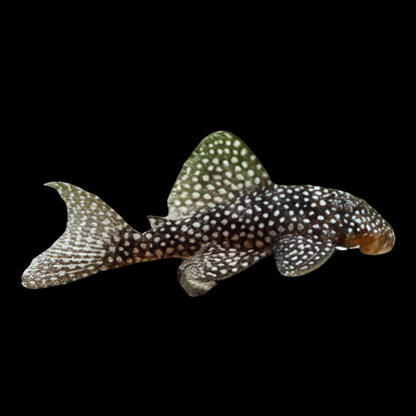 L136 Demini Angelicus Pleco Hypancistrus Sp Spotted 5cm - Real Aquatics