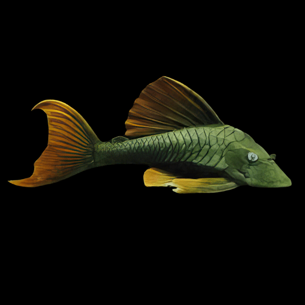 L137 Blue eyed Red Fin Pleco Hypostomus Soniae 6cm - Real Aquatics