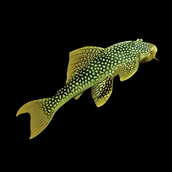 L14 Goldy Sunshine Pleco Scobiancistrus Auratus - Real Aquatics
