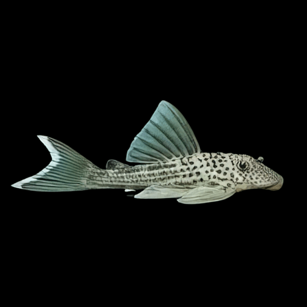 L141 White Tail Ghost Pleco Ancistomus Snethlageae 6cm - Real Aquatics