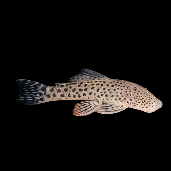 L148 Spotted Bulldog Rubber Mouth Pleco Chaetostoma Formosae - Real Aquatics