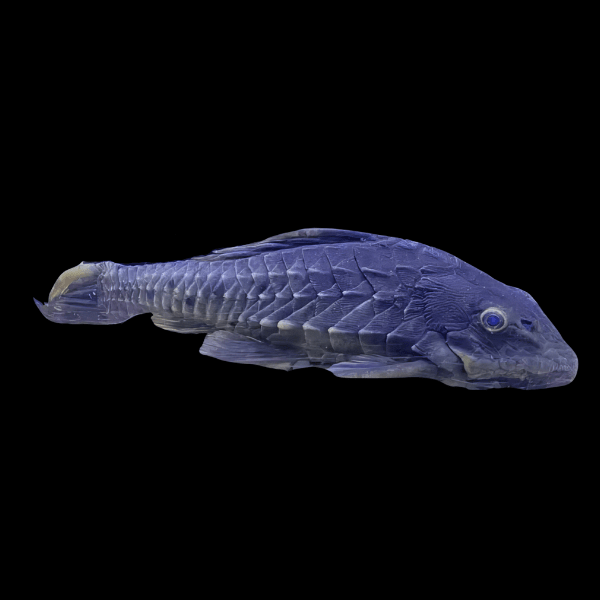 L152 Pineapple Pleco Pseudorinelepsis Sp 6cm - Real Aquatics