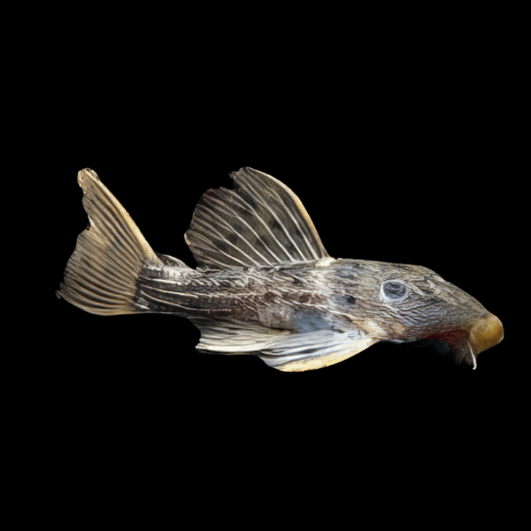 L160 Spiny Monster Pleco Pseudacanthicus Spinosus 6cm - Real Aquatics