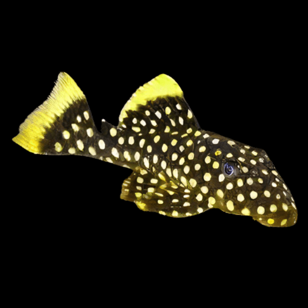 L177 Queen Gold Seam Golden Nugget Pleco Baryancistrus Xanthellus - Real Aquatics