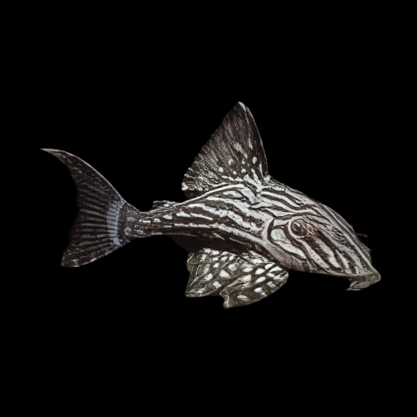 L190 Royal Pleco Panaque Nigrolineatus - Real Aquatics