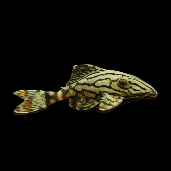 L191 Broken Line Dull Eye Royal Pleco Panaque Nigrolineatus - Real Aquatics