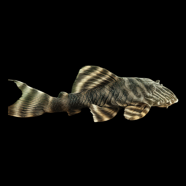 L2 Tiger Pleco Panaqolus Vermiculata 6cm - Real Aquatics