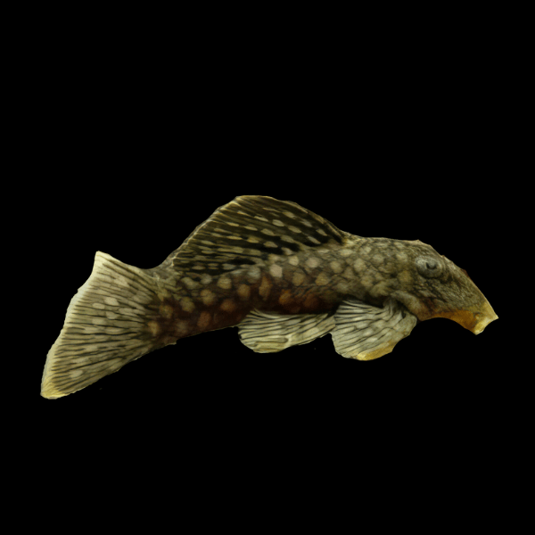 L20 Polka Dot Pleco Spectracanthicus Zuanoni 6cm - Real Aquatics
