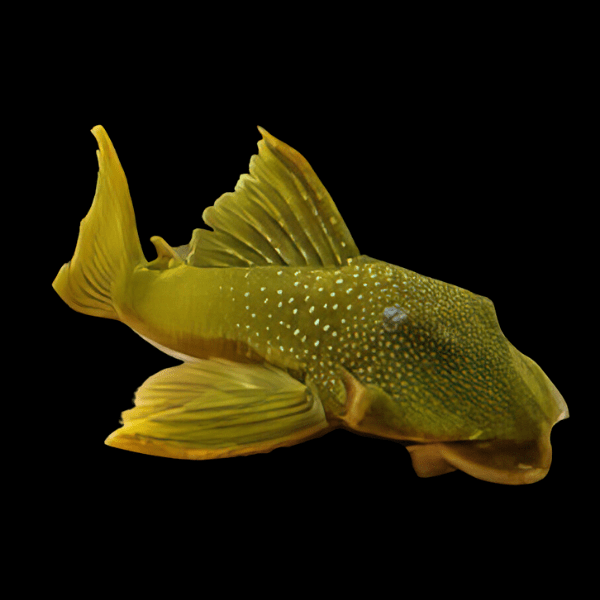 L200 Green Phantom Pleco Hemiancistrus Subviridis - Real Aquatics