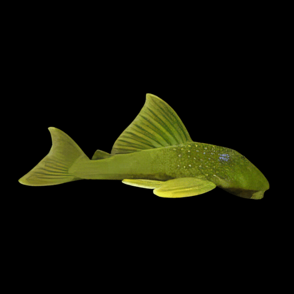L200a Hi Fin Green Phantom Pleco Hemiancistrus Subviridis - Real Aquatics