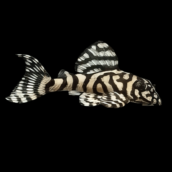 L236 Irini Cracked Zebra Pleco Hypancistrus SP - Real Aquatics