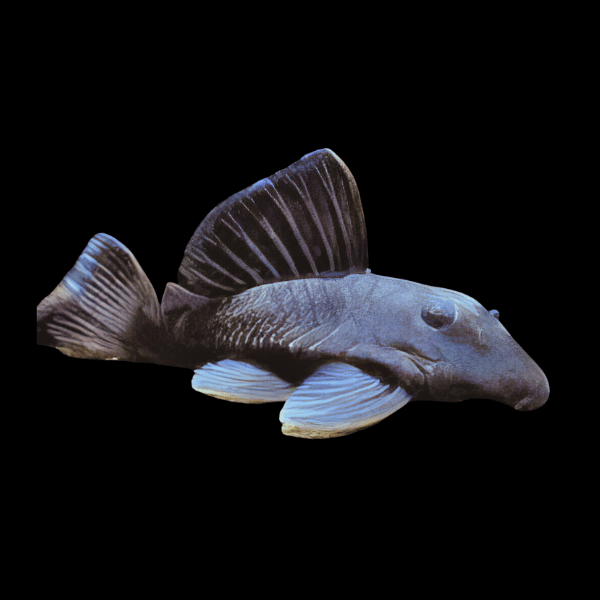 L239 Blue Panaque Pleco Baryancistrus Beggini 6cm - Real Aquatics