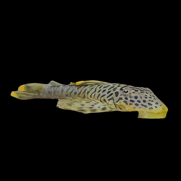 L244 Black Spotted Flyer Pleco Pseudolithoxus Dumus 6cm - Real Aquatics
