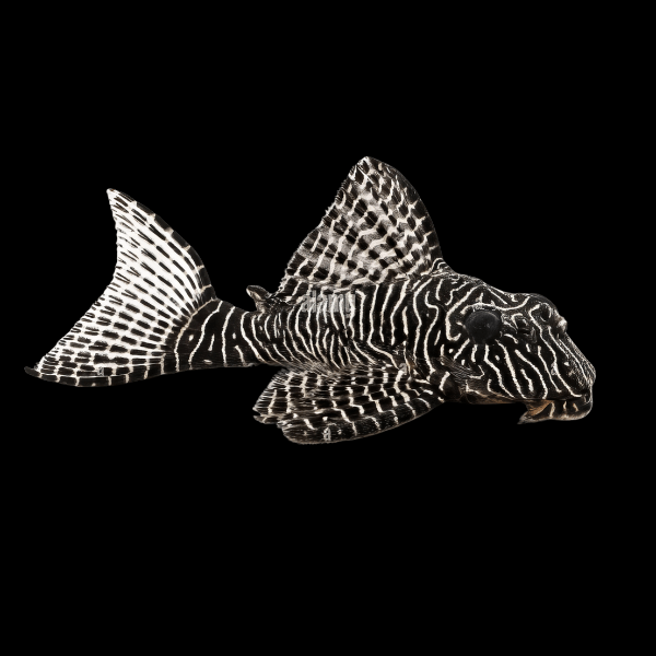 L260 Queen Arabesque Pleco Hypancistrus Sp 6cm - Real Aquatics