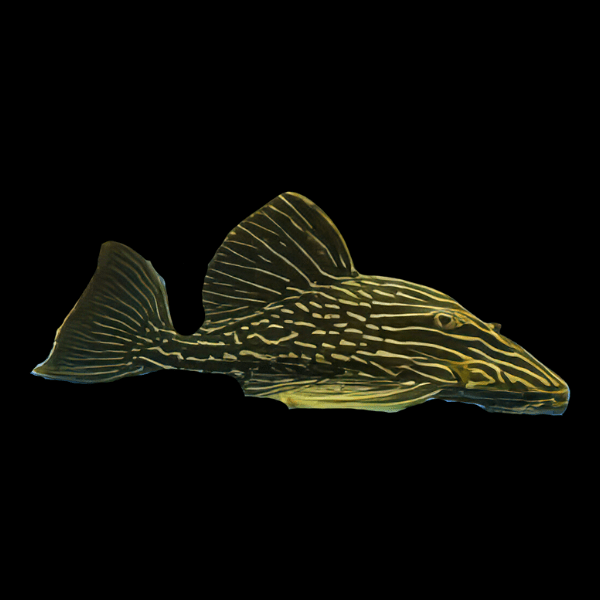 L27b Platinum Xingu Royal Pleco Panaque Ambrusteri - Real Aquatics
