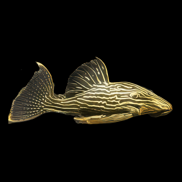 L27c Golden Line Royal Pleco Panaque Ambrusteri Jamanxim - Real Aquatics