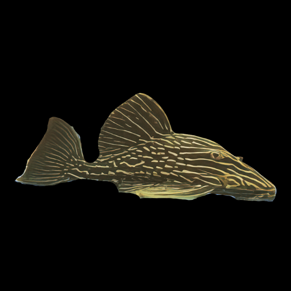 L27d Thunder Royal Pleco Panaque Ambrusteri Teles Pires - Real Aquatics