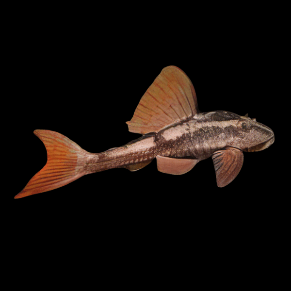 L310 Rusty Pleco Hypostomus Cochliodon - Real Aquatics