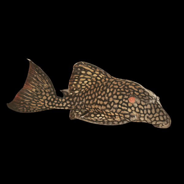 L330 Watermelon Pleco Panaque Nigrolineatus 20cm - Real Aquatics