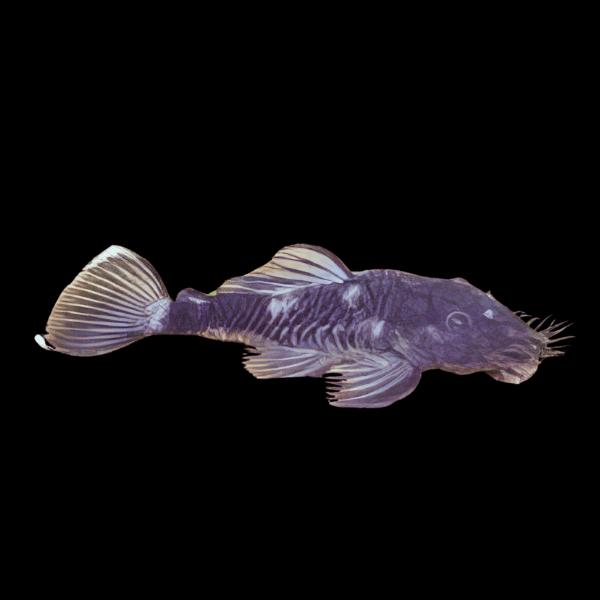 L34 Medusa Pleco Ancistrus Ranunculus 6cm - Real Aquatics
