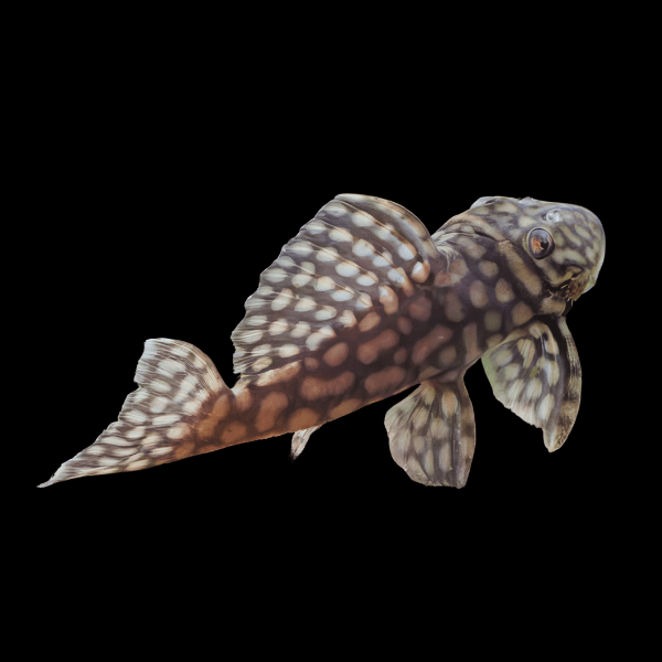 L354 Big Spot Polka Dot Pleco Spectracanthicas Zuanoni 6cm - Real Aquatics