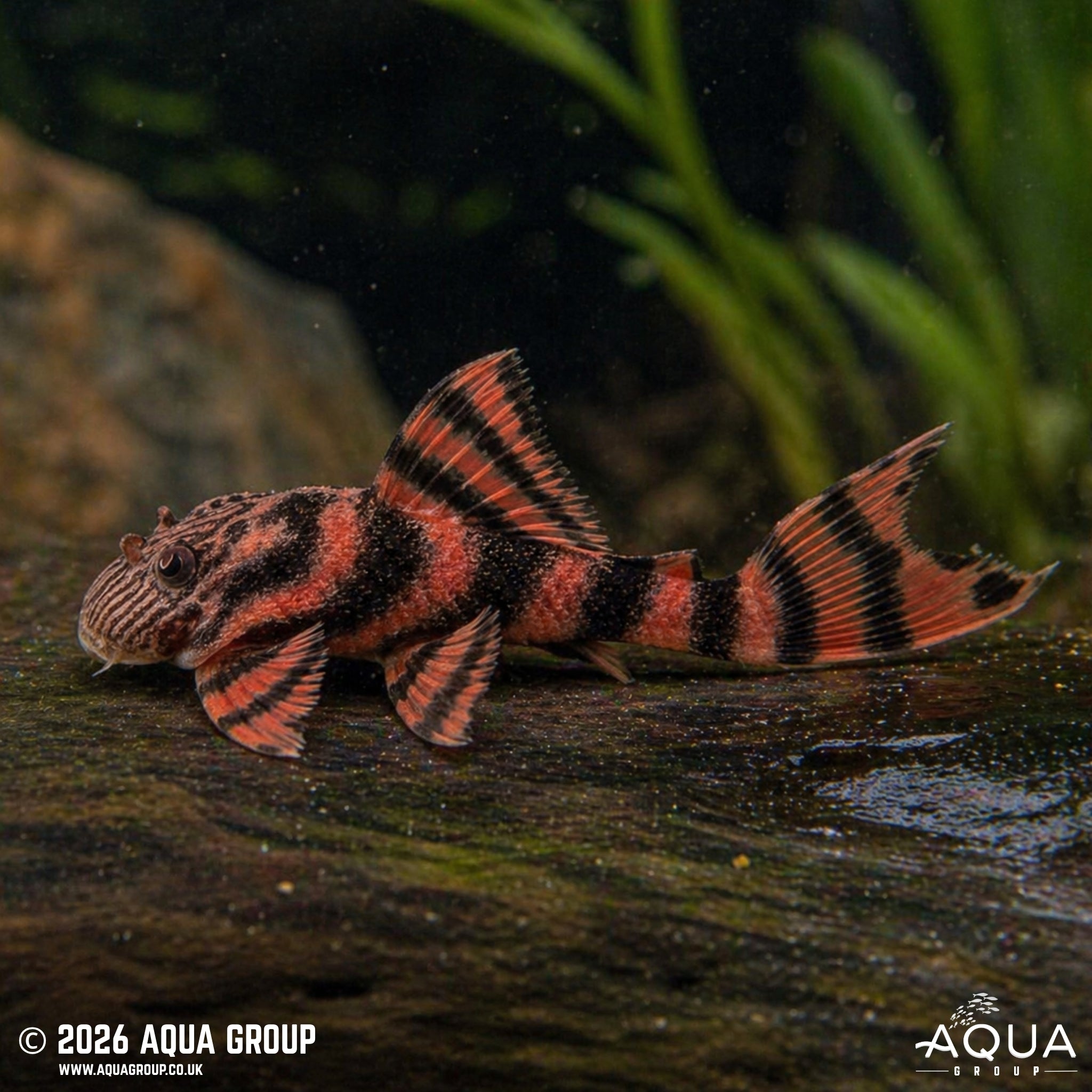 L397 Alenquer Tiger Pleco (Panaqolus sp.)
