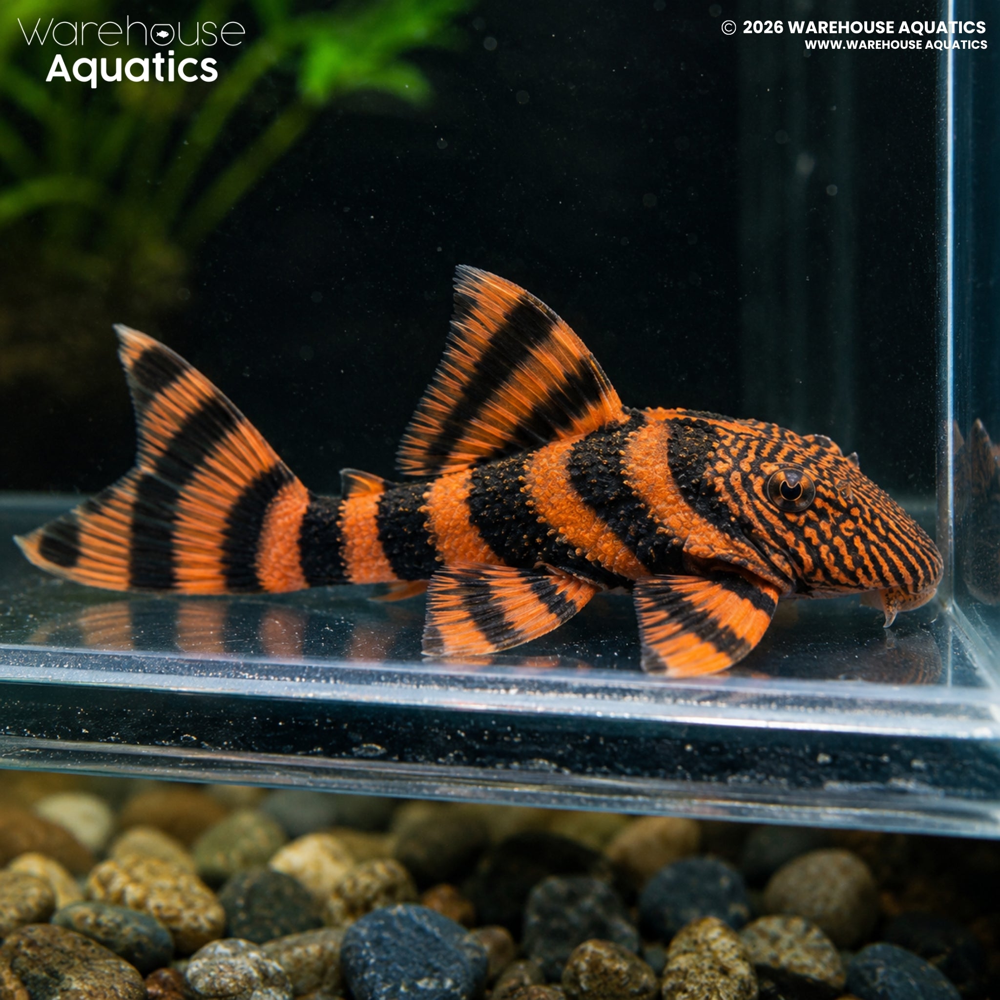 L397 Alenquer Tiger Pleco (Panaqolus sp.)
