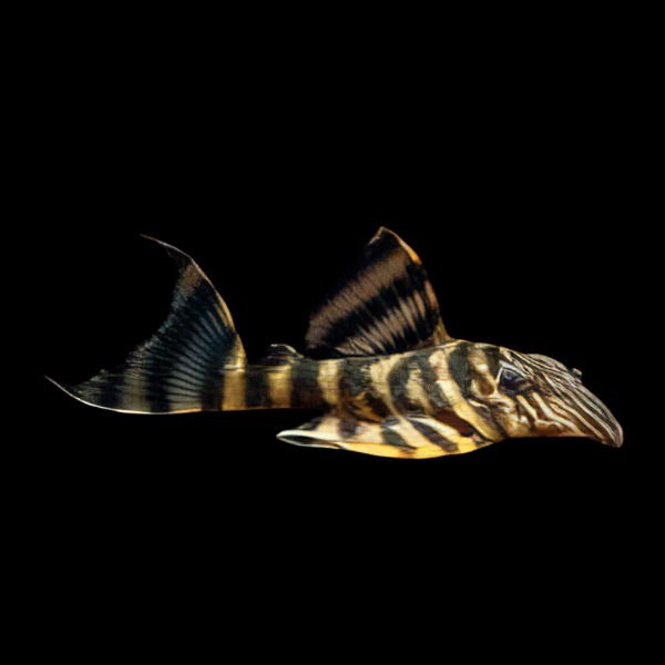 L398 Tiger Pleco Panaqola Tankei SP 5cm - Real Aquatics