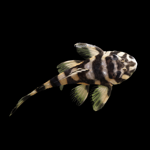 L52 Black and White Butterfly Pleco Dekeyseria Sp 6cm - Real Aquatics