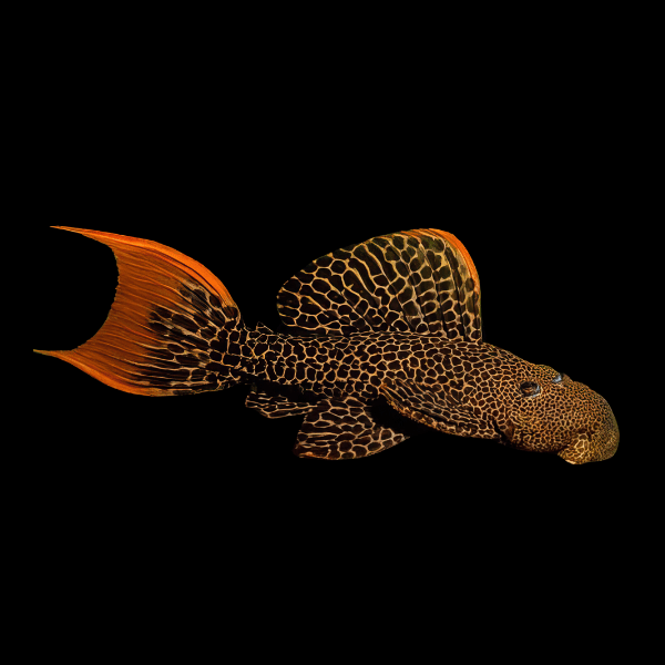 L600 Leopard Cactus Pleco Pseudacanthicus Leopardus - Real Aquatics