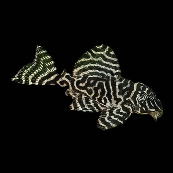 L66 King Tiger Pleco Hypancistrus sp - Real Aquatics
