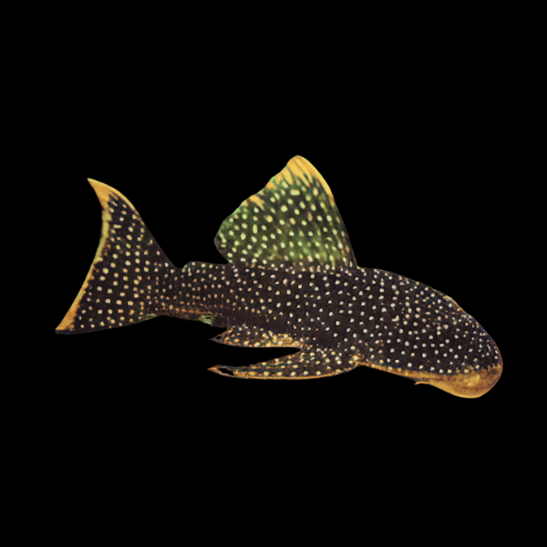 L67 Flat Head Gold Spot Pleco Lasiancistrus 6cm - Real Aquatics