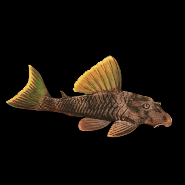 L76 Red Fin Tiger Pleco Pecktolia Cavatica 6cm - Real Aquatics