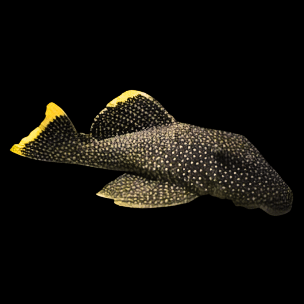 L81 Queen Fine Spot Golden Nugget Pleco Baryancistrus Sp. Cf. Xanthellus - Real Aquatics