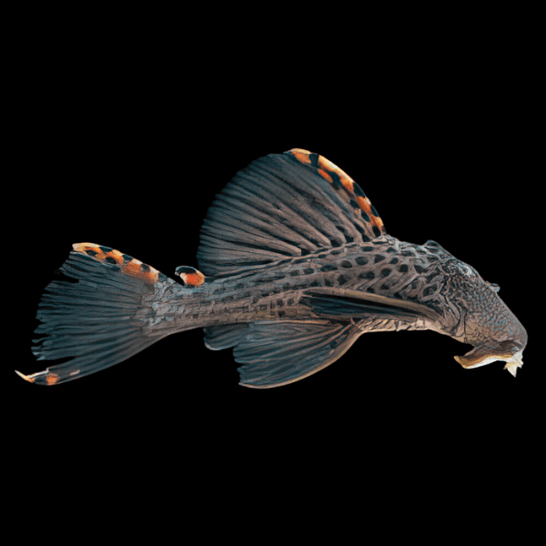 L91 Three Beacon Pleco Leporacanthicus Triactis - Real Aquatics
