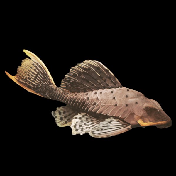 L95 Orange Cheek Pinecone Pleco Pseudorinelepis Sp - Real Aquatics
