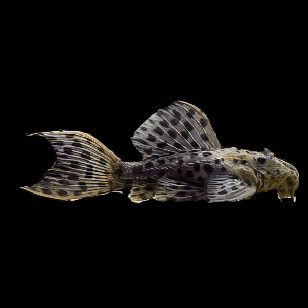 L96 Spotted Cactus Pleco Pseudacanthicus Spinosus 6cm - Real Aquatics