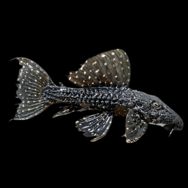L97 Black White Spot Cactus Pleco Pseudacanthicus Sp. - Real Aquatics