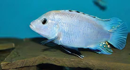 Labidochromis Blue/white Tanzanian Malawi African Cichlid Small 2 Inches - Real Aquatics