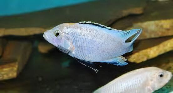 Labidochromis Blue/white Tanzanian Malawi African Cichlid Small 2 Inches - Real Aquatics