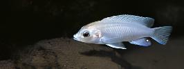 Labidochromis Blue/white Tanzanian Malawi African Cichlid Small 2 Inches - Real Aquatics
