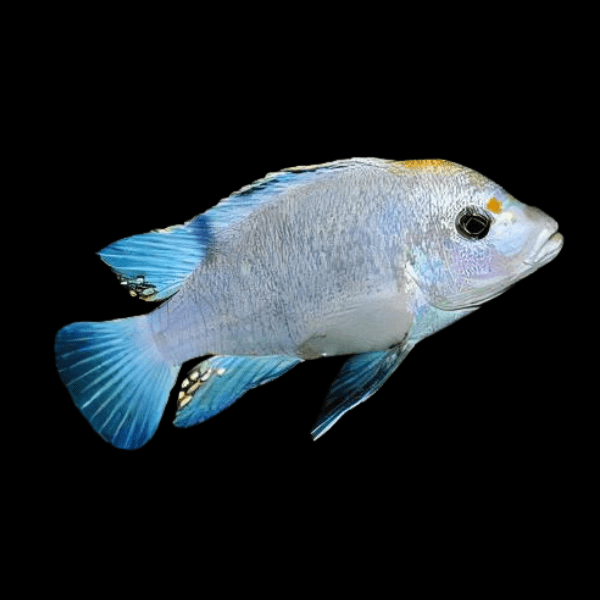 Labidochromis Blue/white Tanzanian Malawi African Cichlid Small 2 Inches - Real Aquatics